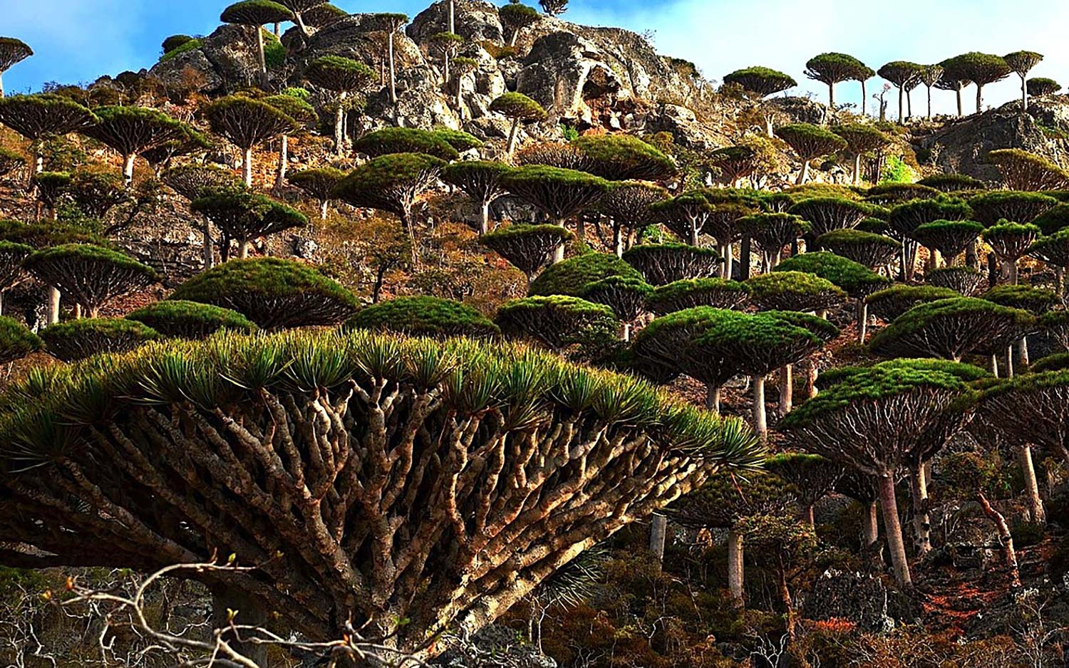 Socotra.original.1994 1170x731 copy
