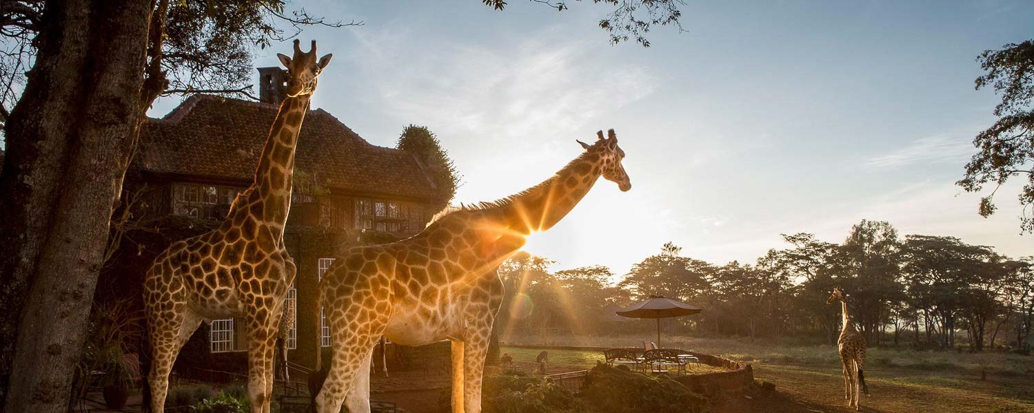 giraffe manor 10393 copy