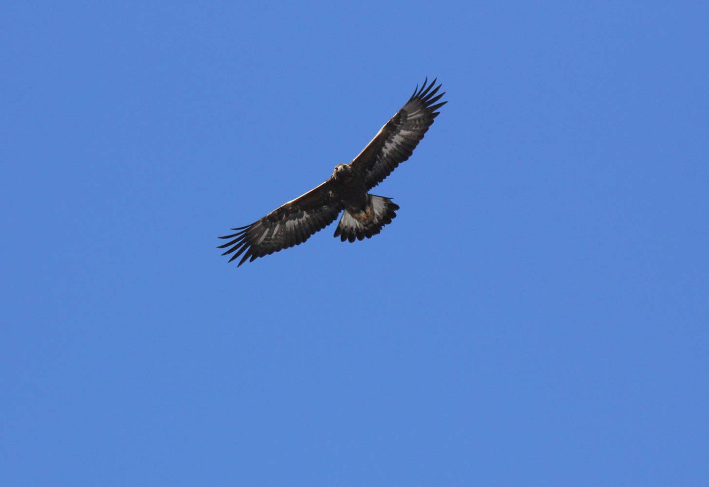 Suri orao Aquila chrysaetos
