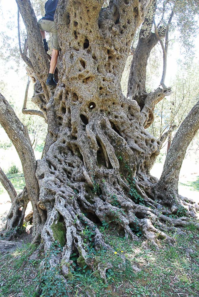 Image by Jeroen Philippona Olive tree in the vallei Boreti Montenegro1