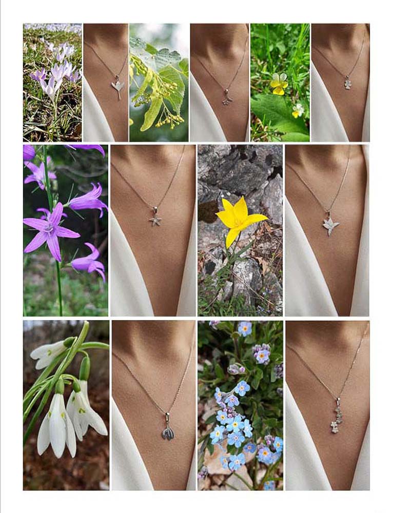 Cvijet Lovcena lovcenski cvijet 1