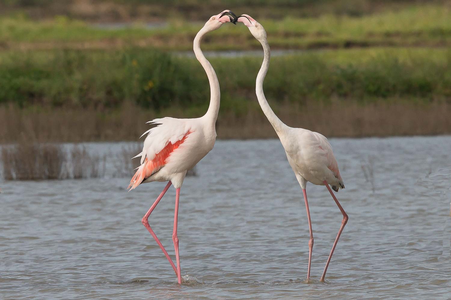 Flamingosi na Ulcinjskoj solani Phoenicopterus roseus Peter Sackl