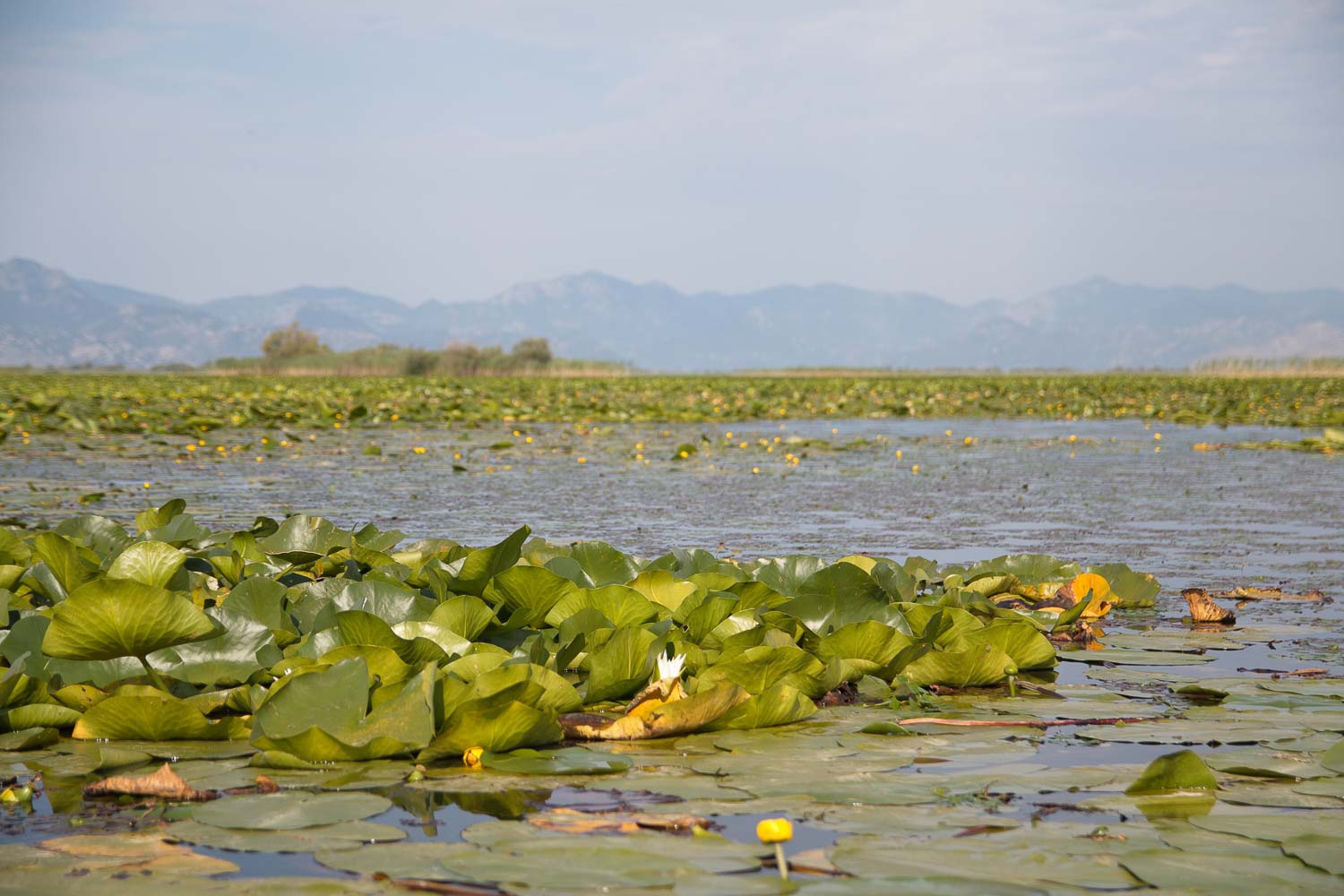 Skadarsko jezero Marija Šoškić Popović