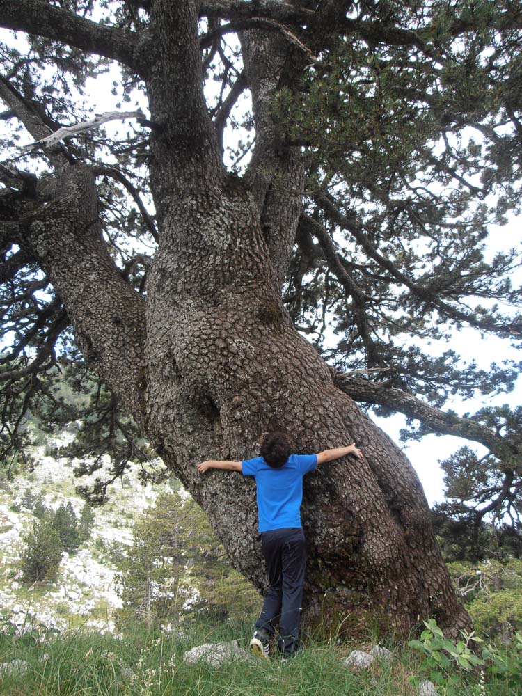 Velika munika u blizini Orjenskog sedla