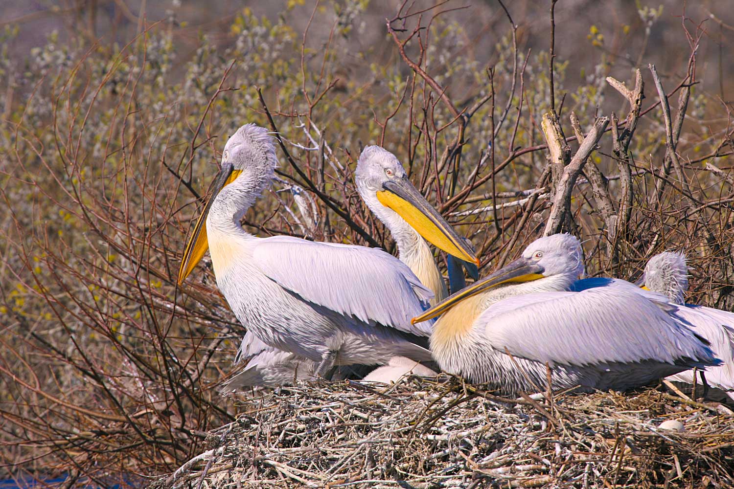 nacionalni park skadarsko pelikani zivotinje Pelicans