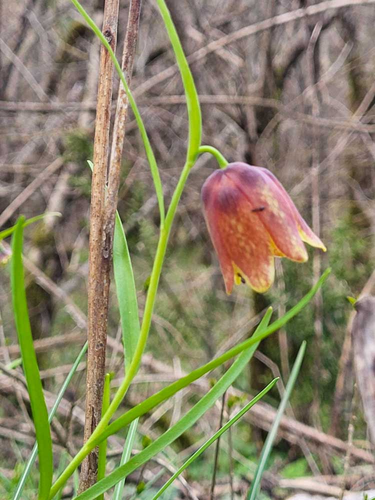 za box cvijece IMG 0f0096c22e3f899f7e8d2f8c8b2d242e V