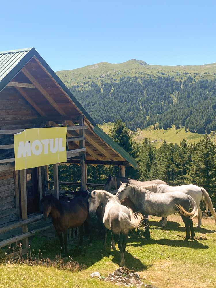 konji detalj 2 image00027