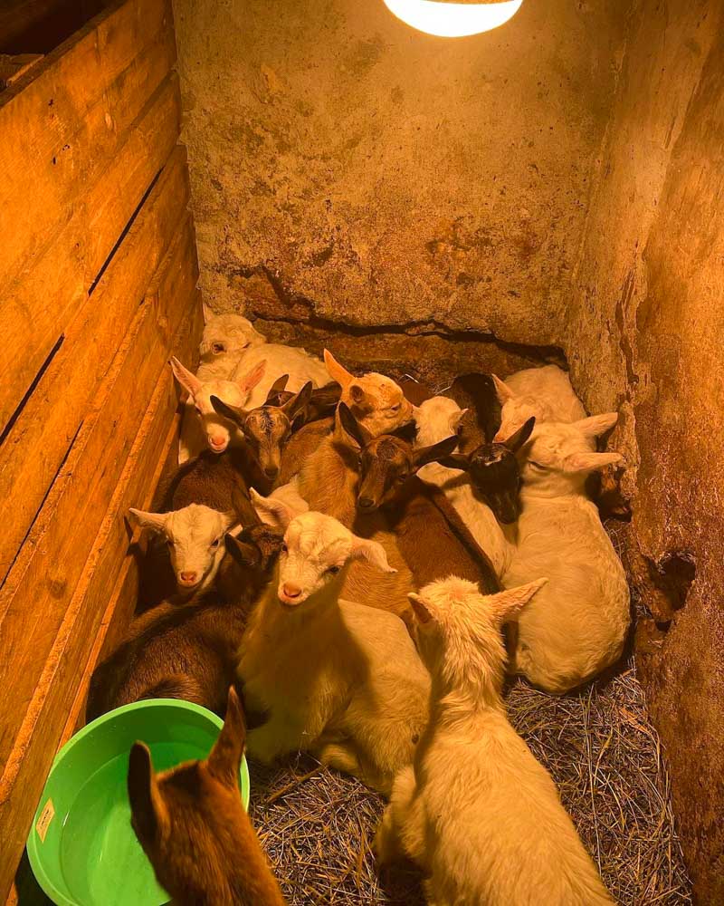koze u štali 275291144 368640431562998 5659494173264171421 n