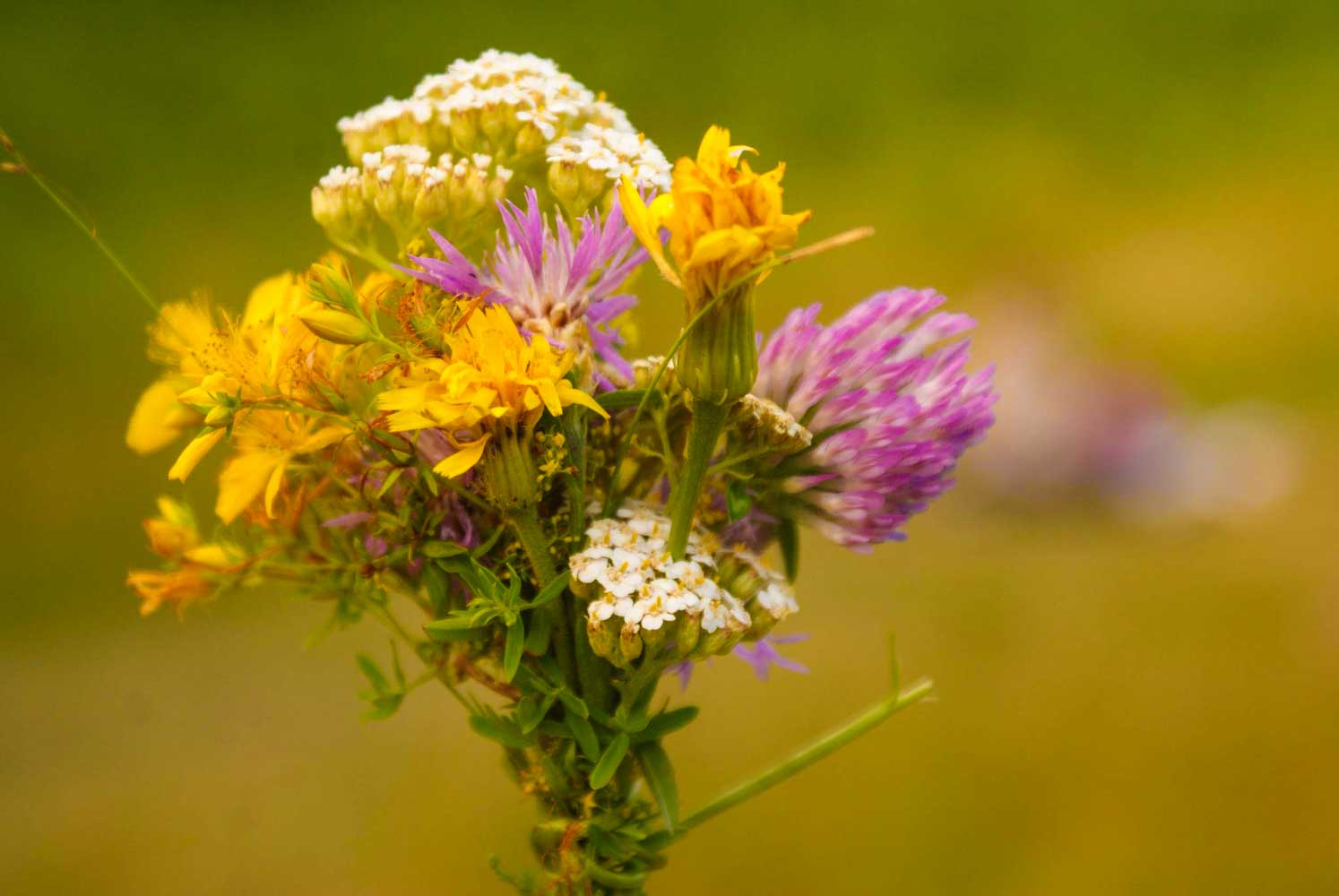 ruralni poljsko cvijece pixabay