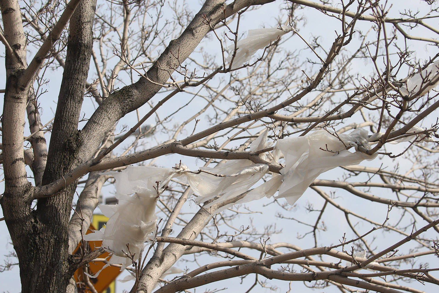 LOCAL plastic bag ban HICKEY copy